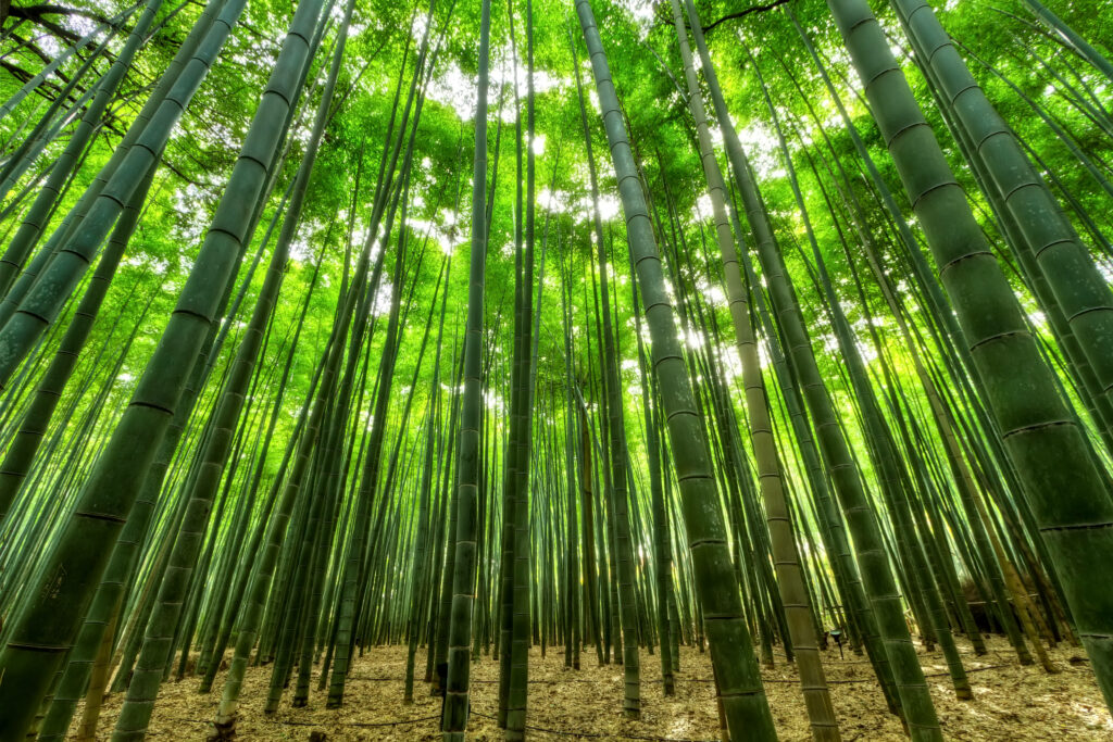 Sunlight streaming through dense bamboo grove creating peaceful vibrant green wallpaper background