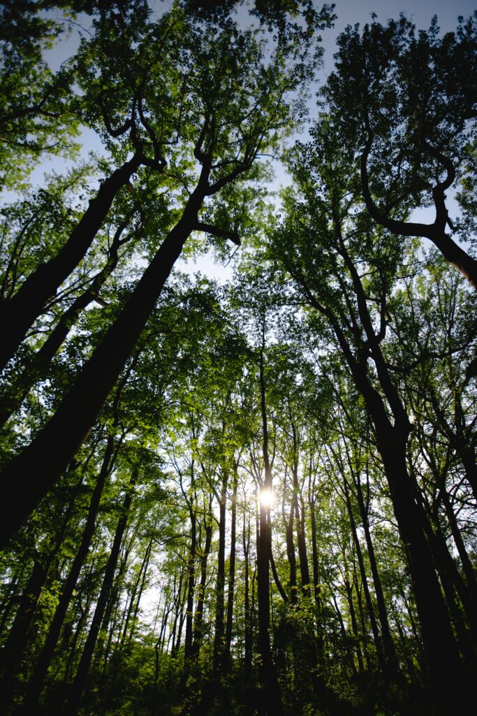 Sunlight streaming through tall forest trees with lush green leaves creating serene shadows Wallpaper
