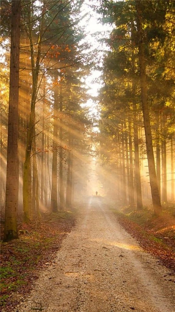 Sunlight filtering through misty forest path with lone figure walking on gravel trail wallpaper