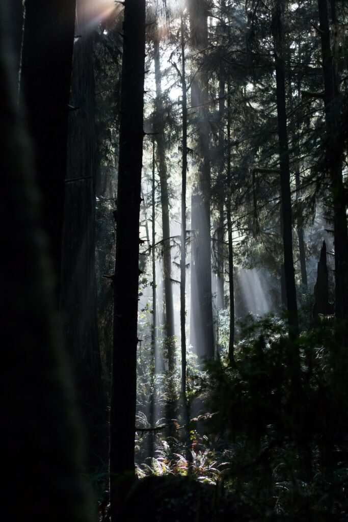 Sunlight filters through tall trees lighting ferns and dense green bushes in a serene forest Wallpaper