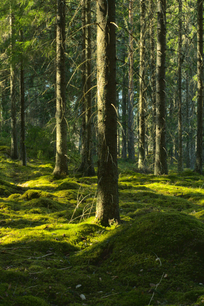 Sunlight through tall forest trees lighting vibrant green moss and textured trunks peaceful woodland Wallpaper