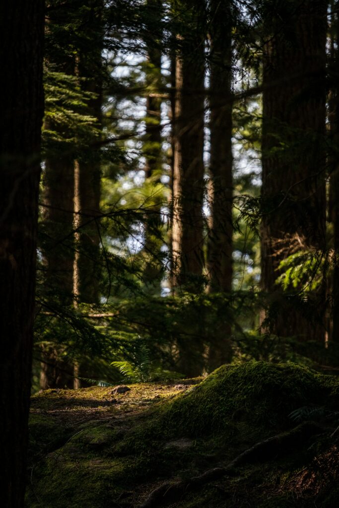 Sunlight shining through tall forest trees highlighting vibrant moss and delicate ferns below Wallpaper