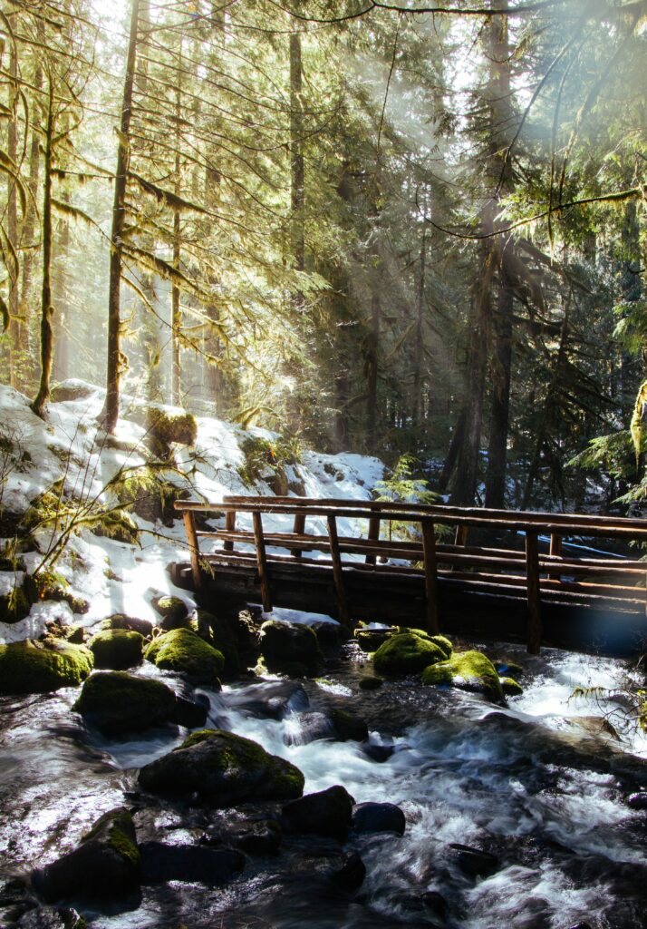 Sunlight shining through tall forest trees over tranquil river wooden bridge moss-covered rocks Wallpaper