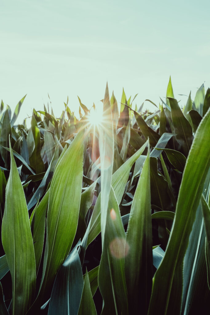 Sunlight shining through tall green leaves over a lush field with blue sky wallpaper background