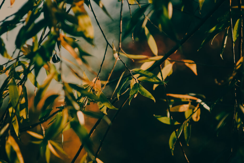 Sunlight streaming through delicate tree branches and green leaves creating a warm tranquil scene Wallpaper