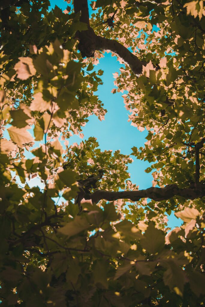 Sunlight through leafy tree canopy with green and golden foliage under clear blue sky wallpaper