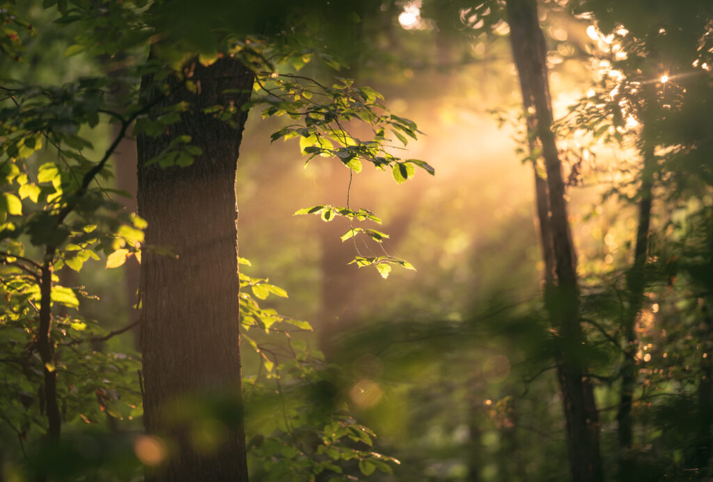 Sunlight filters through dense forest foliage highlighting green leaves and textured trunks Wallpaper