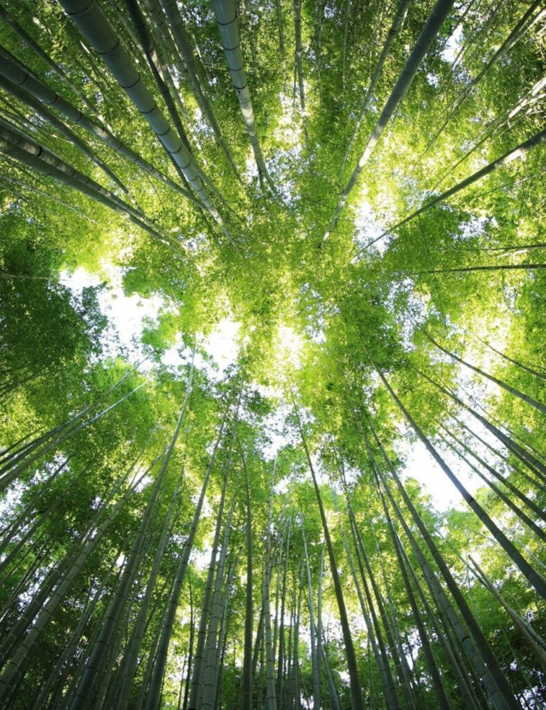 Sunlight streaming through vibrant green bamboo canopy creating a peaceful nature wallpaper background