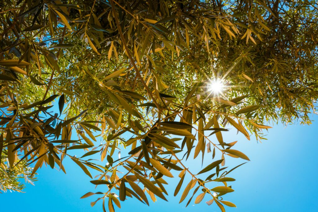 Sunlight shining through lush green leaves against clear blue sky creating serene nature scene Wallpaper