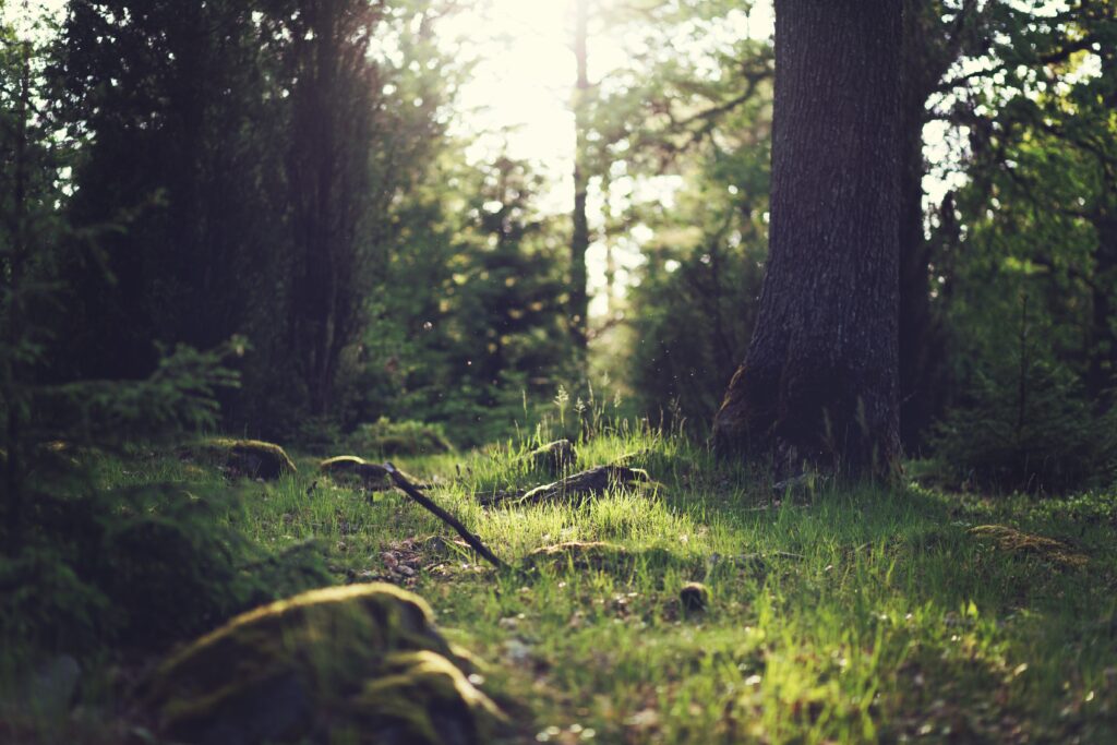 Sunlight through lush green forest with vibrant grass mossy rocks and tall serene trees background Wallpaper