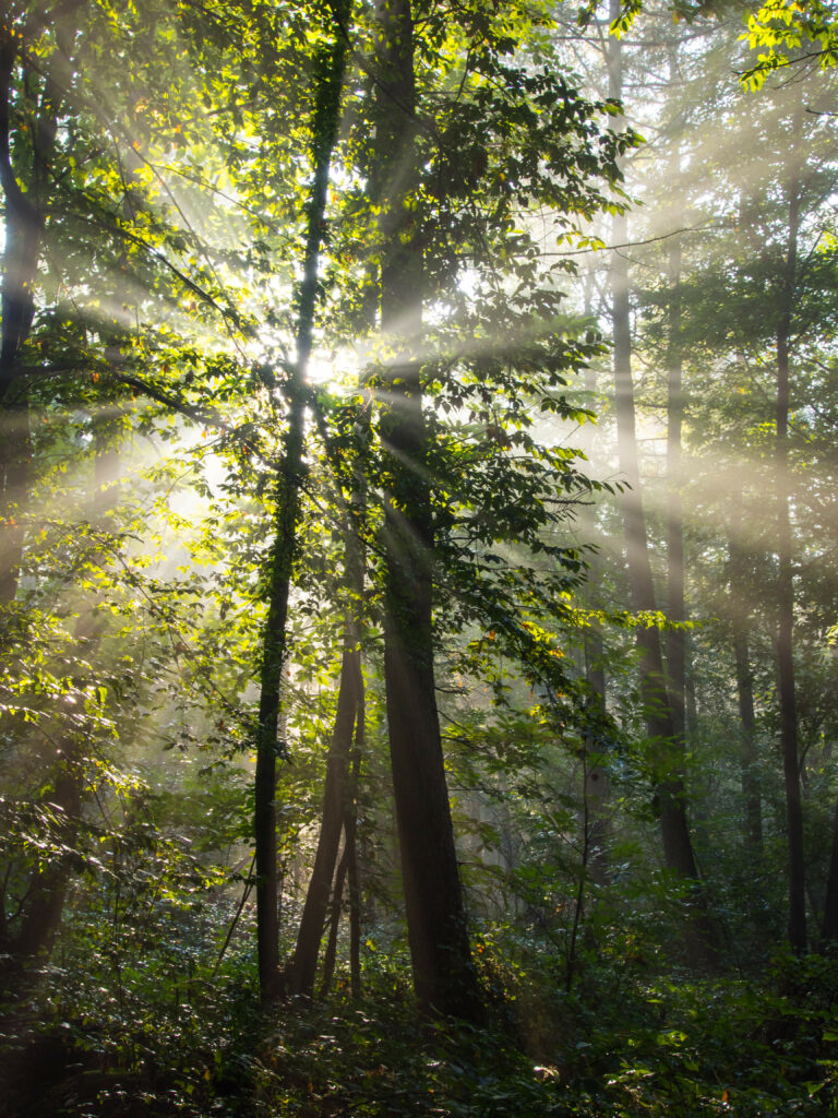 Sunlight beams through tall forest trees casting light rays on lush green foliage and mist Wallpaper