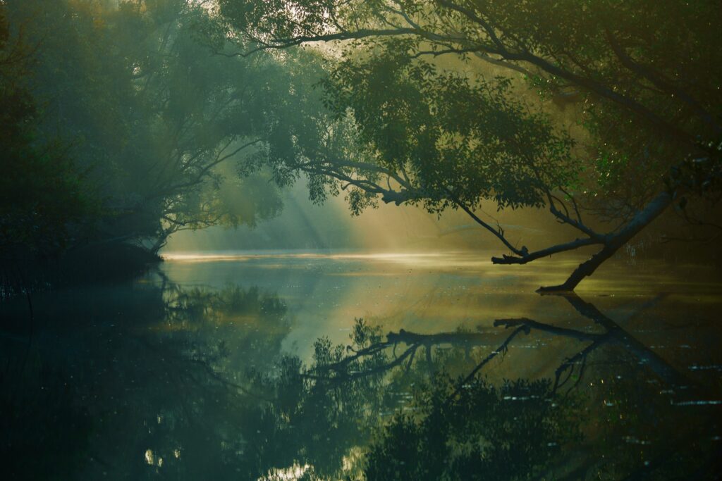 Sunlight filtering through green trees over a calm Sundarbans river with forest reflections Wallpaper