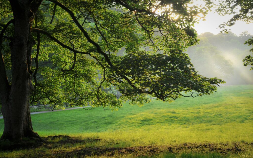 Sunlight filtering through majestic tree branches over vibrant green summer meadow at dawn Wallpaper