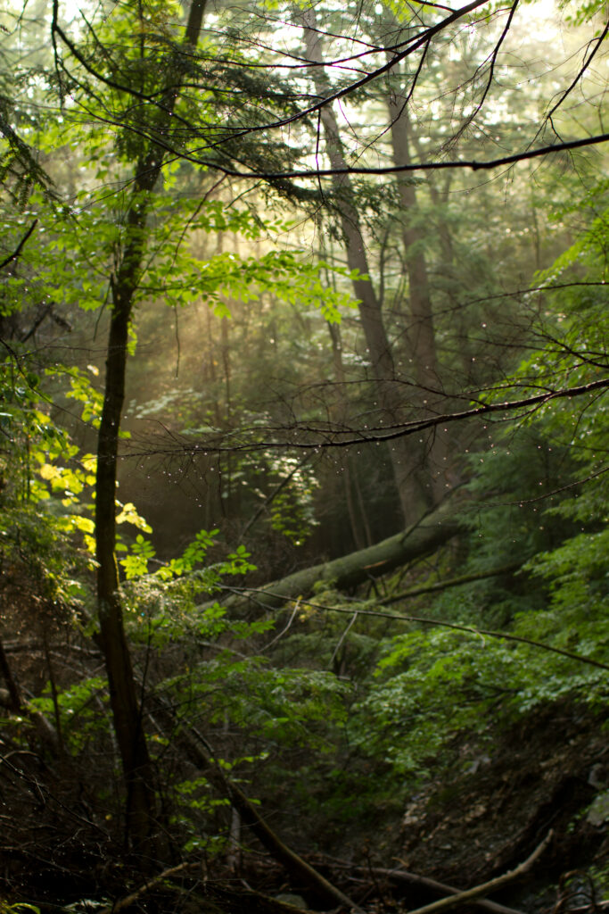 Sunlight shining through dense forest trees with water droplets on twigs and vibrant green foliage Wallpaper