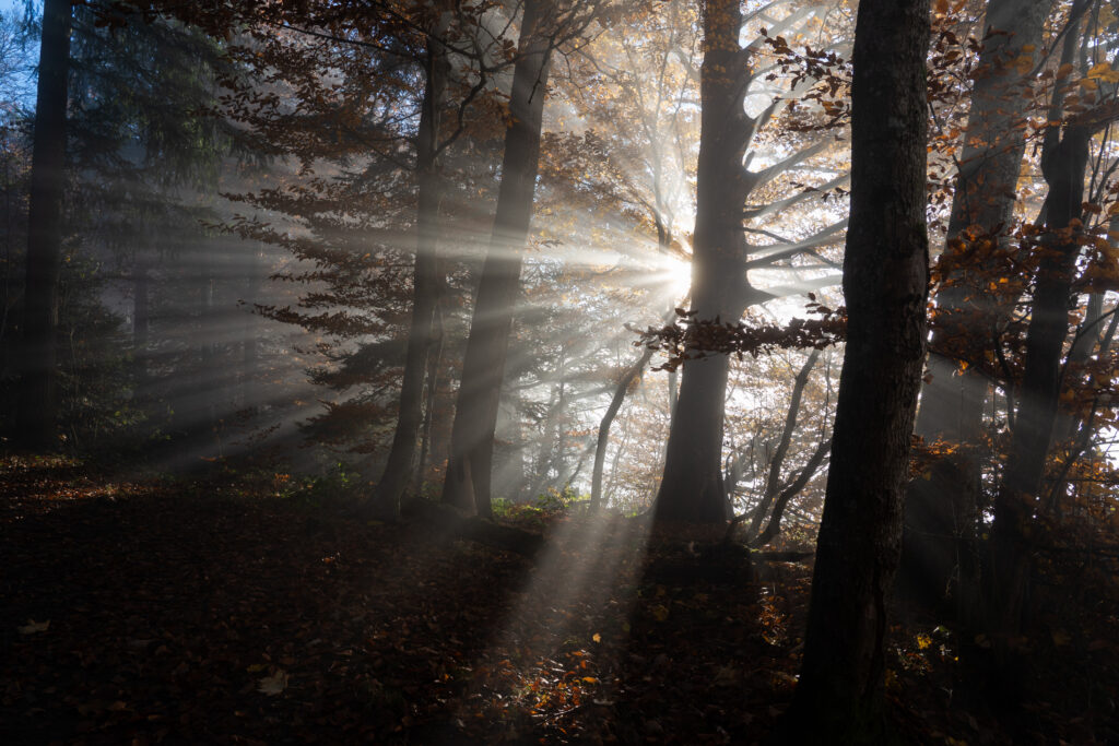 Sunlight streaming through tall trees in a misty forest with dramatic rays on dark woodland floor Wallpaper