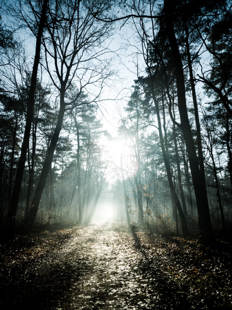 Sunlight rays through tall forest trees on misty leaf-covered path serene woodland scene Wallpaper