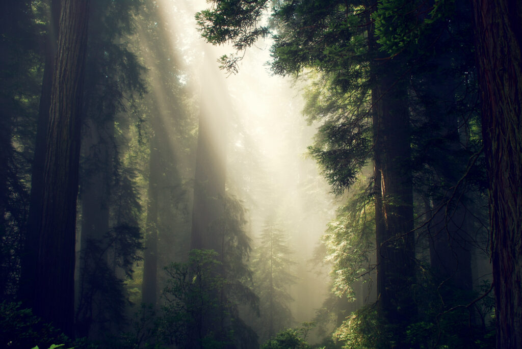 Sunlight filters through tall forest trees with fog and vibrant green foliage creating calm nature wallpaper