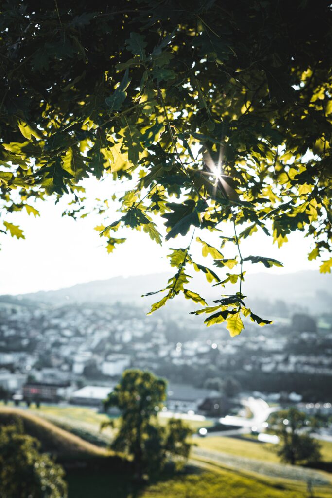 Sunlight through green oak branches casting dappled light over peaceful nature landscape background Wallpaper