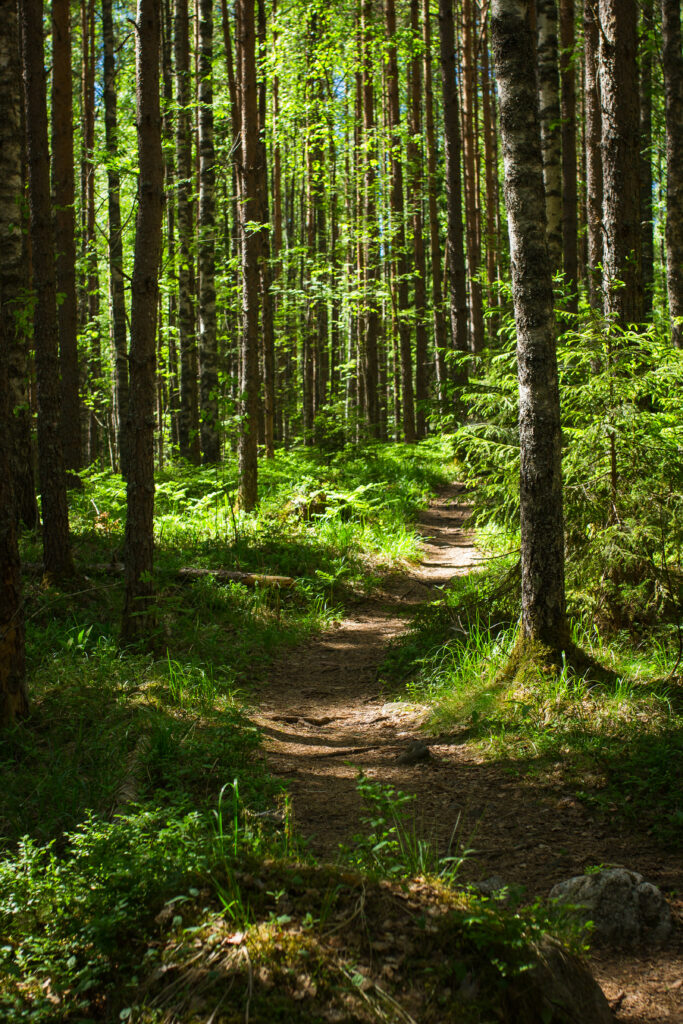 Sunlight through tall pine trees lighting a winding dirt path in a lush green forest background Wallpaper