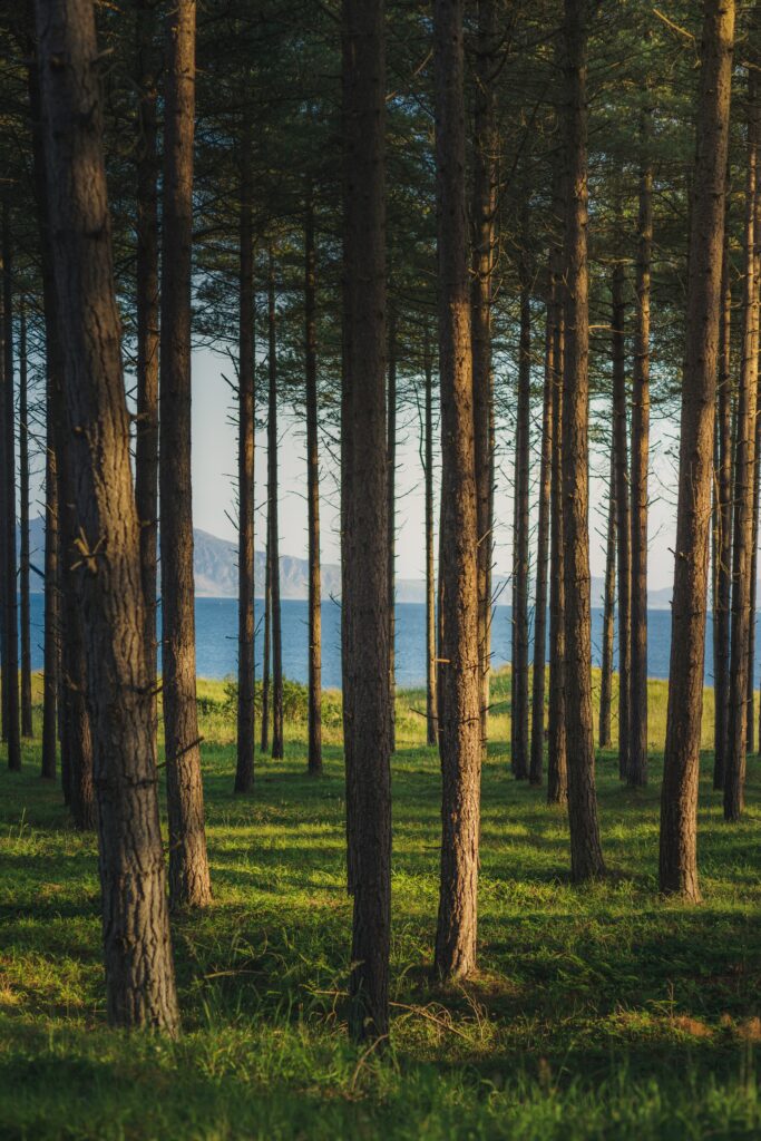 Sunlight through tall pine trees casts shadows on lush grass near a tranquil forest river wallpaper