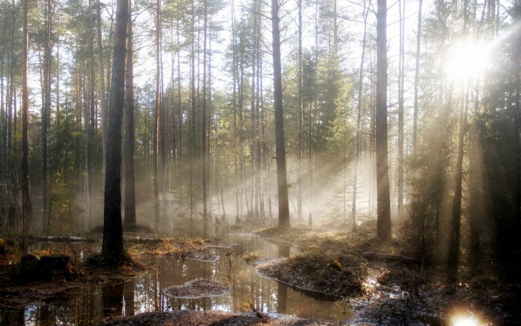 Sunlight through tall pine trees over calm reflective pools in a serene spring woodland wallpaper