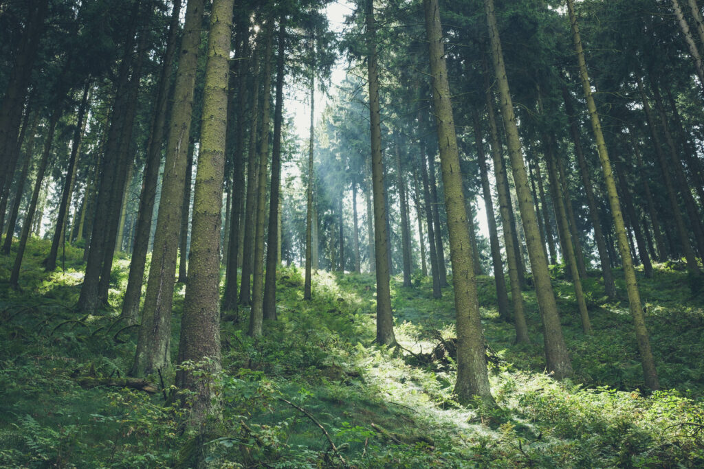 Sunlight filtering through tall trees in a serene forest with lush green foliage below Wallpaper