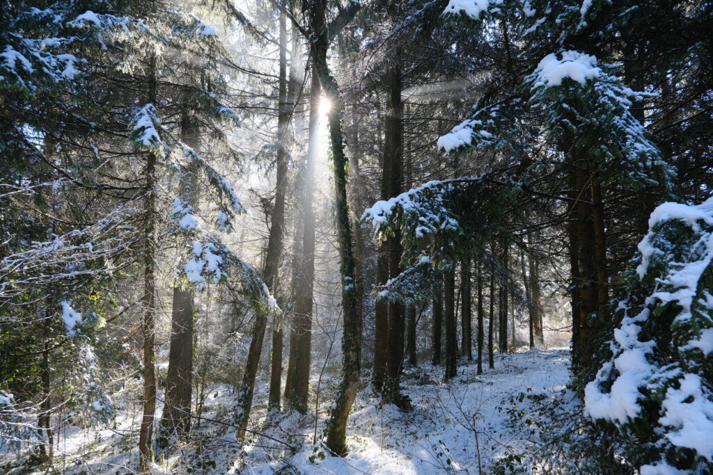 Sunlight filters through tall snowy trees in a peaceful winter forest morning scene wallpaper