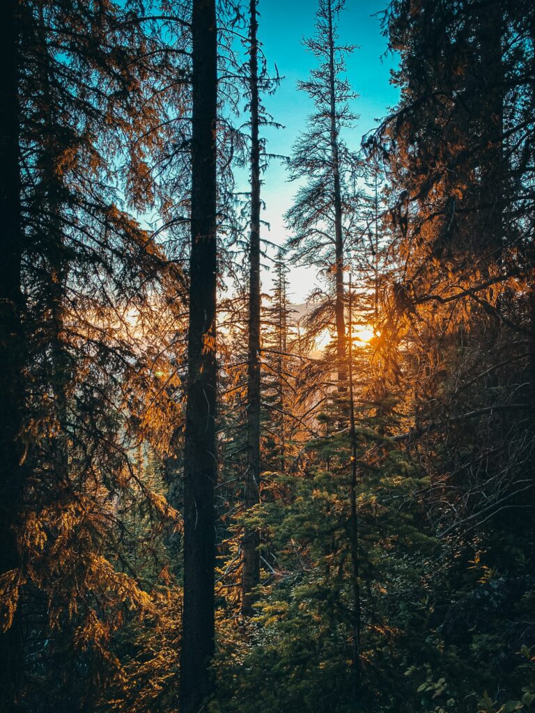 Sunlight streaming through dense spruce branches in a vibrant green forest creating a serene scene Wallpaper