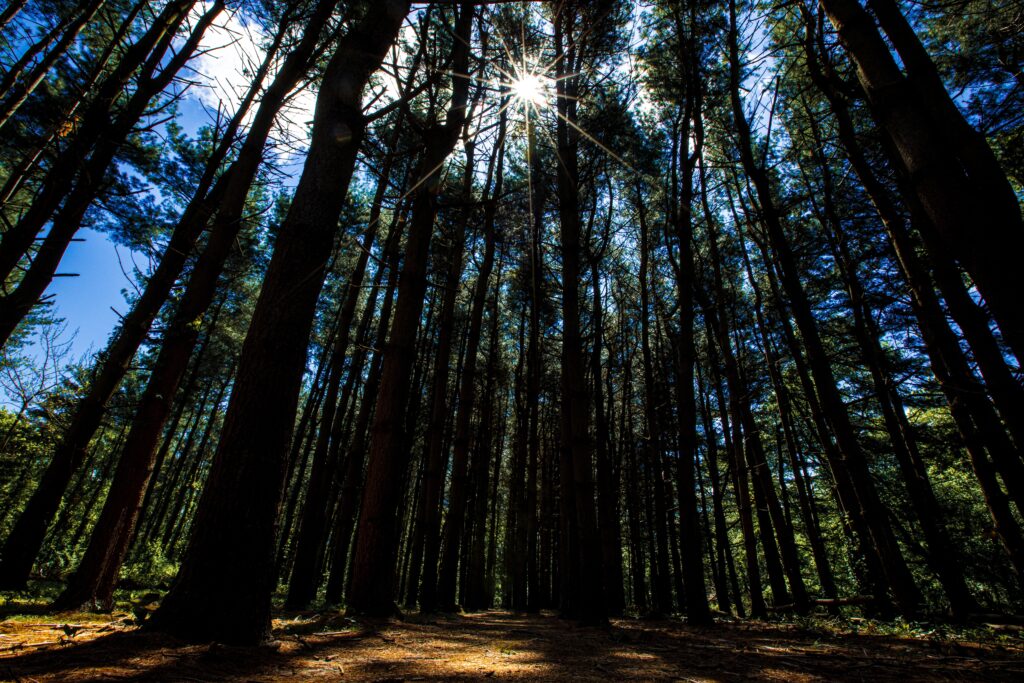 Sunlight streaming through tall forest trees casting shadows on peaceful green woodland path Wallpaper