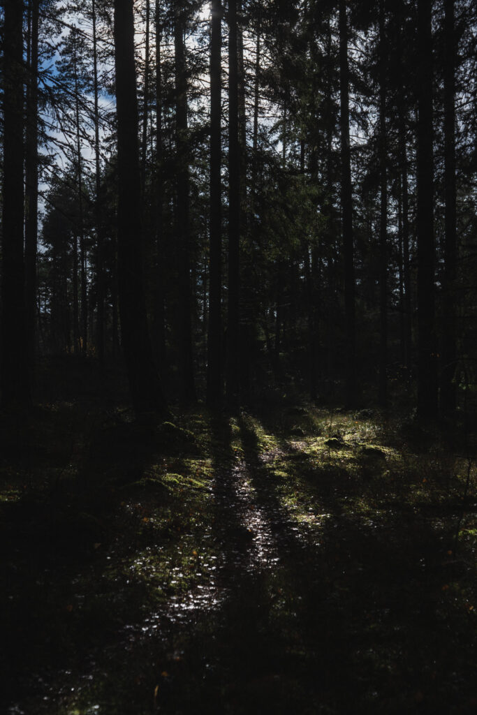 Sunlight streaming through tall forest trees casting shadows on a narrow woodland path Wallpaper