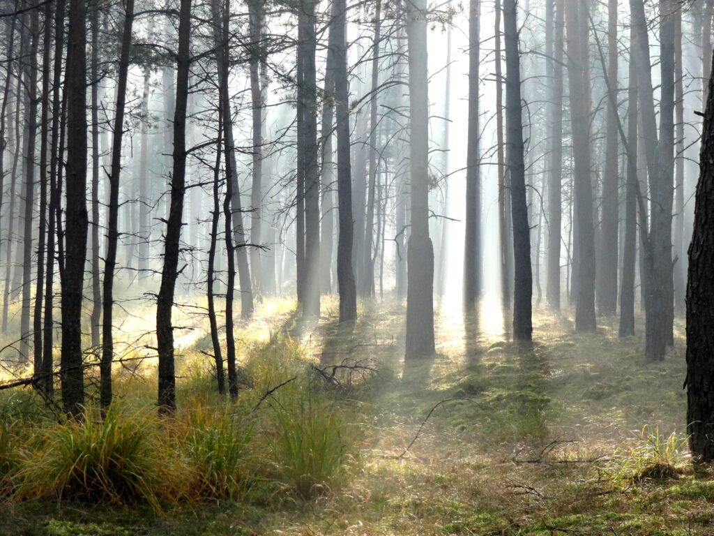 Sunlight through tall forest trees illuminating misty lush greenery in peaceful woodland scene Wallpaper