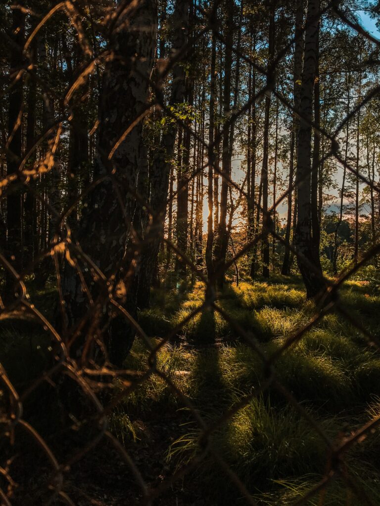 Sunlight filtering through tall forest trees casting shadows on grass with a metal mesh fence Wallpaper