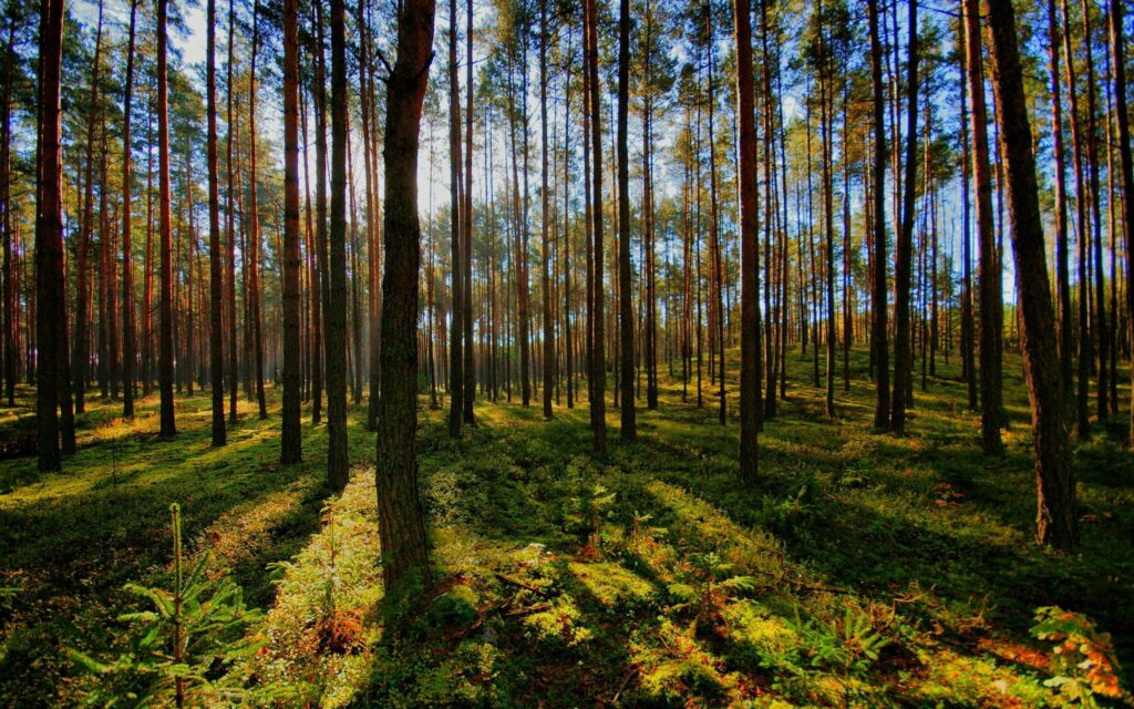 Sunlight filtering through tall trees casting long shadows on lush green forest floor wallpaper