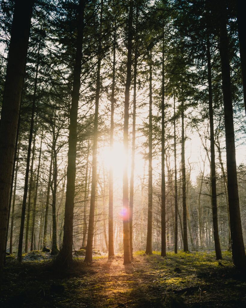 Sunlight streaming through tall trees illuminates green mossy forest floor bright and peaceful Wallpaper