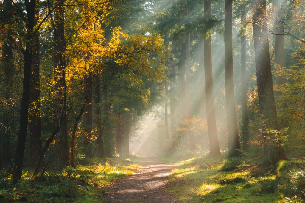 Sunlight through tall trees lights a winding forest path with vibrant green foliage and golden rays Wallpaper