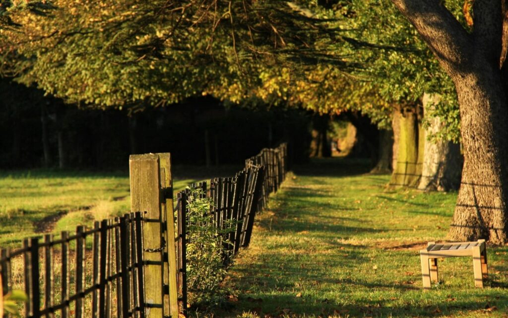 Sunlight filtering through tall trees casts shadows on lush grass and rustic fence outdoors Wallpaper