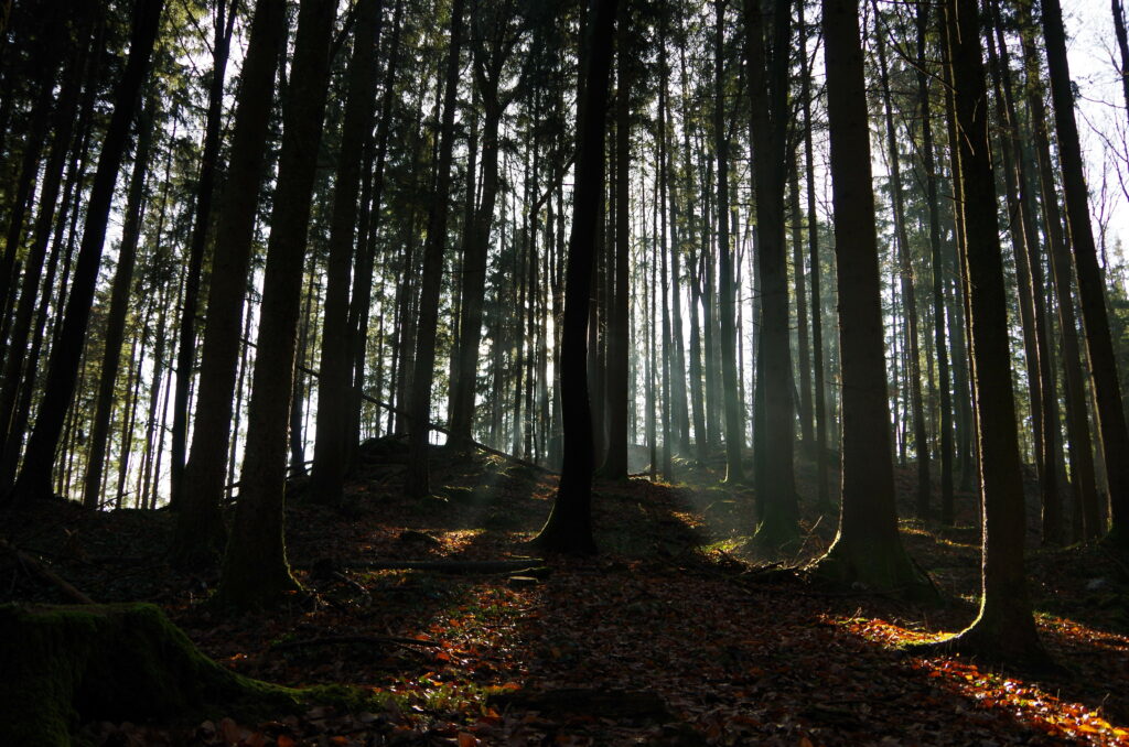 Sunlight filtering through tall forest trees casting shadows on green leafy forest floor wallpaper