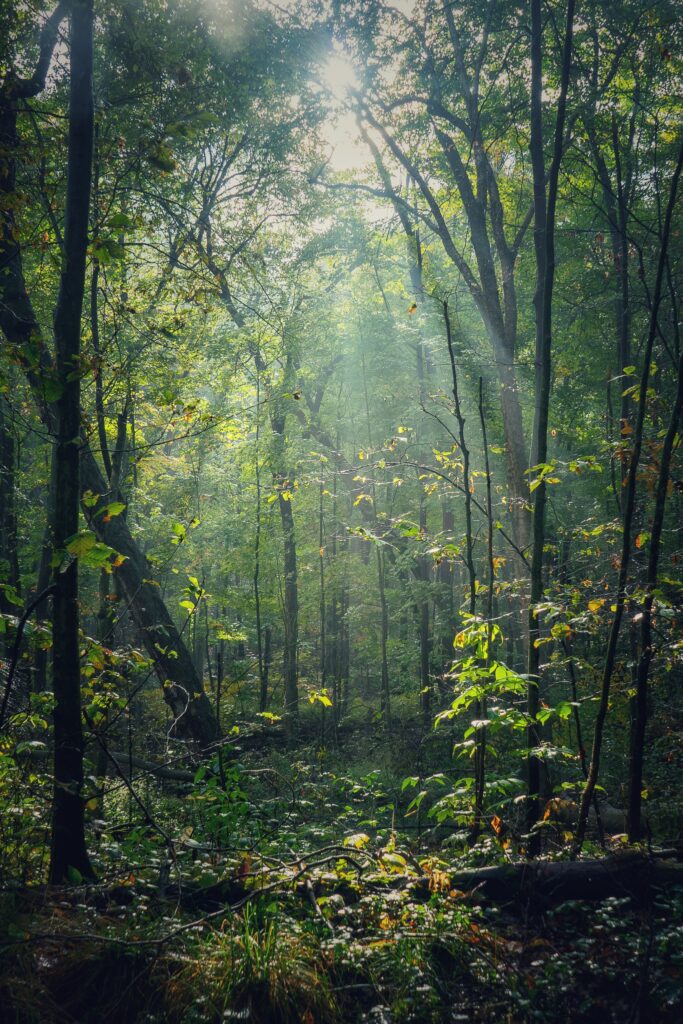 Sunlight streaming through tall trees in lush green forest creating peaceful woodland scene Wallpaper