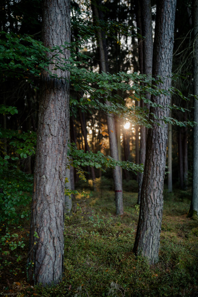 Sunlight filtering through tall trees in serene forest with lush greenery and detailed bark textures Wallpaper