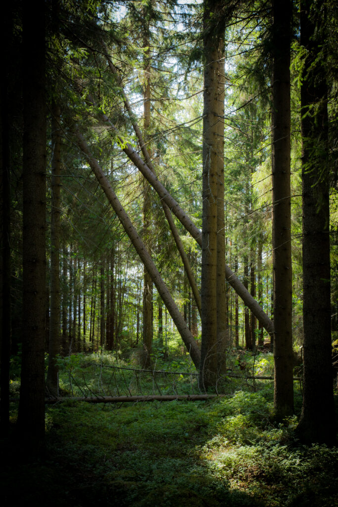 Sunlight filtering through dense forest trees illuminates lush green undergrowth in peaceful woodland Wallpaper