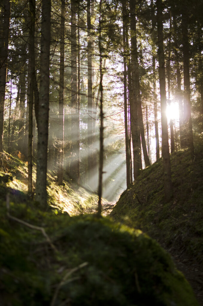 Sunlight filtering through tall trees onto a mossy forest path with vibrant green foliage Wallpaper