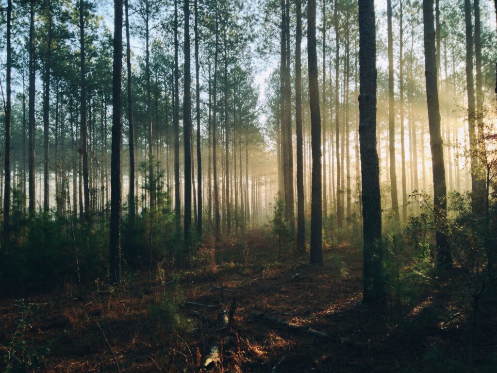 Sunlight filtering through tall trees in misty forest illuminating lush green foliage peacefully Wallpaper