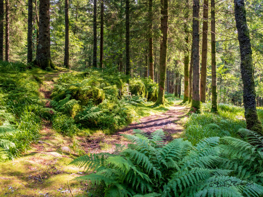 Sunlit forest trail with lush ferns moss vibrant greenery peaceful serene nature path background Wallpaper