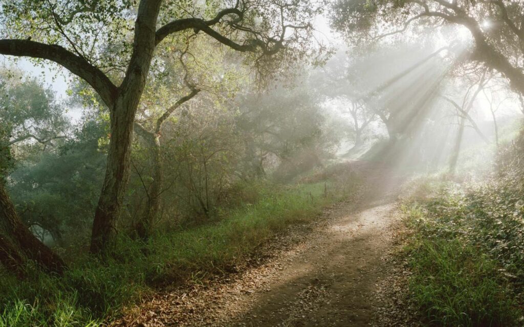 Sunlight filtering through tall trees over a winding dirt road in a lush green forest pathway Wallpaper