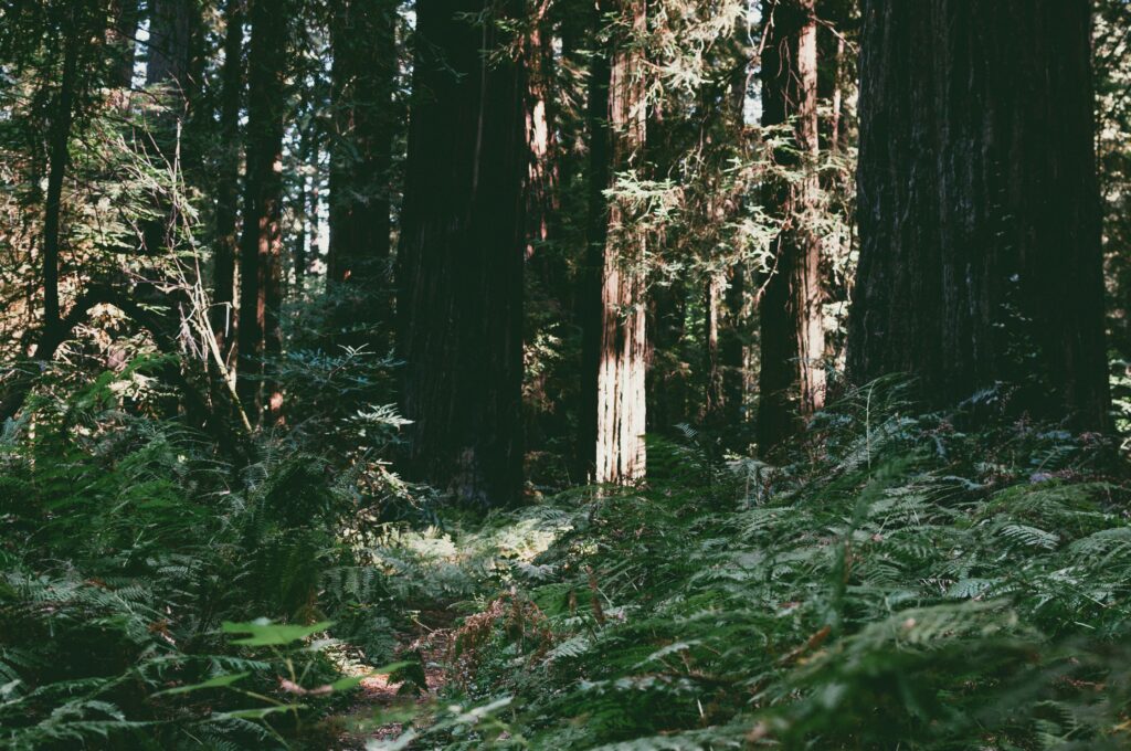 Sunlight through tall trees lighting green ferns and dense forest undergrowth in summer woods Wallpaper