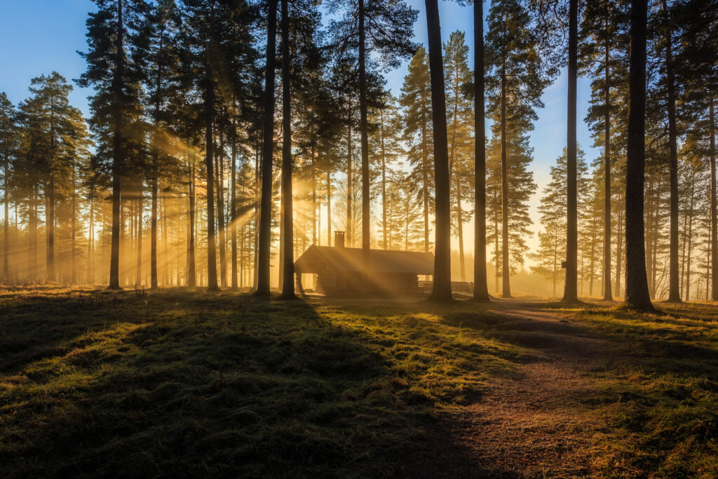 Sunlight filtering through tall trees onto a peaceful house with lush green grass and warm light Wallpaper