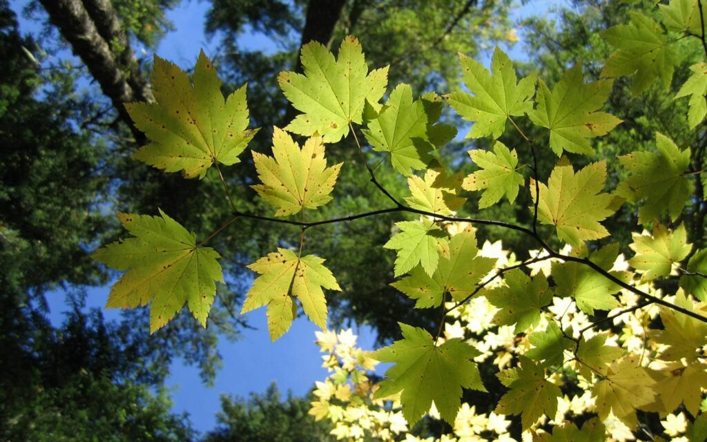 Sunlight streaming through vibrant green maple leaves on a branch against clear blue sky background Wallpaper