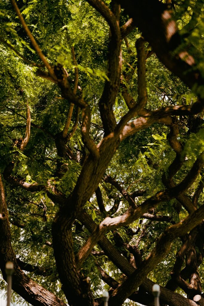 Intricate acacia tree branches with textured bark and sunlight filtering through green leaves wallpaper