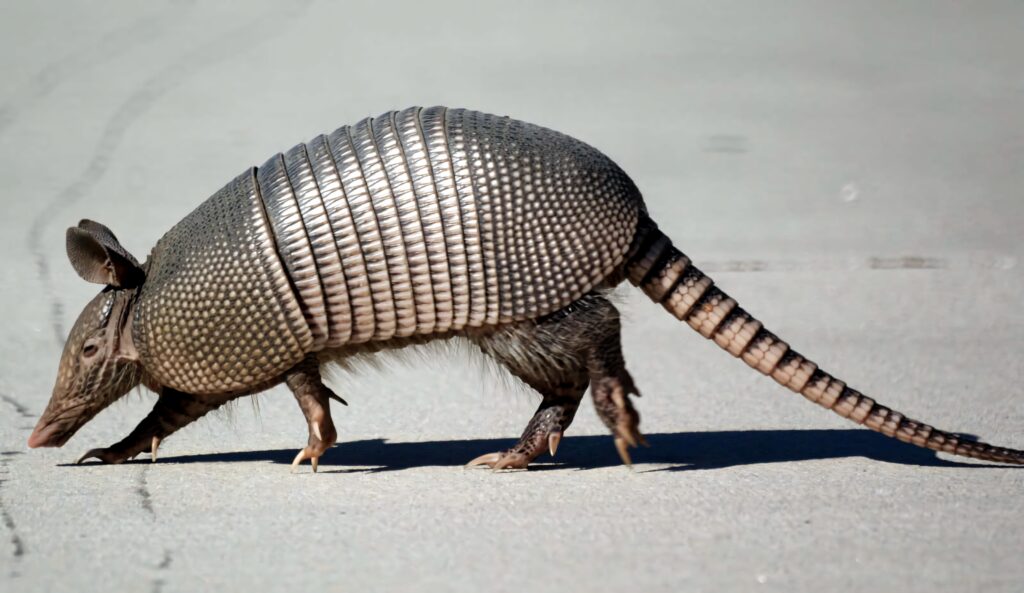 Armadillo with textured armored shell walking on sunlit smooth surface showing long tail wallpaper