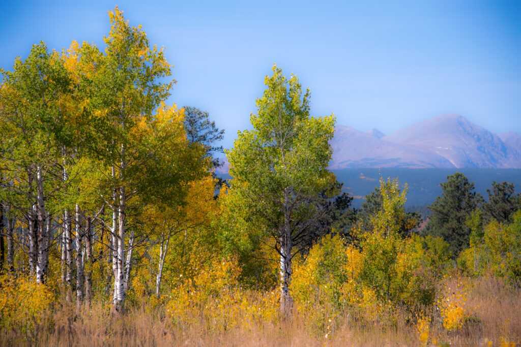 Aerial view of sunlit autumn forest with golden trees and mountains under clear blue sky wallpaper